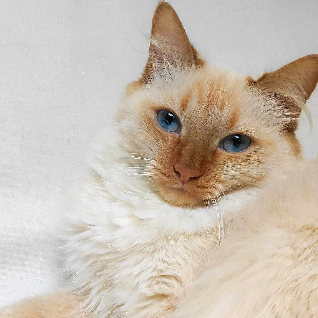 Mina participe au concours pour gagner de l'argent avec cette photo : cat, blue_eyes, fluffy, cream_colored, pet, animal, feline, relaxed, lounging, indoor, close_up, portrait, whiskers, ears, paw, soft_fur, cute, domestic_cat, resting, white_background