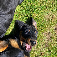 Maurice participe au concours pour gagner de l'argent avec cette photo : animal, ball, bodypart, canine, dog, field, germanshepherd, grass, grassland, hound, labradorretriever, lawn, mouth, nature, outdoors, person, pet, plant, puppy, sport