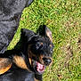 animal, ball, bodypart, canine, dog, field, germanshepherd, grass, grassland, hound, labradorretriever, lawn, mouth, nature, outdoors, person, pet, plant, puppy, sport