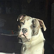 Armin a rejoint le concours — aidez-le/la à gagner de superbes lots ! dog, pet, portrait, indoor, sunlight, white, brown, animal, canine, face, ears, nose, fur, expression, shadow, table, quiet, calm, domestic, companion