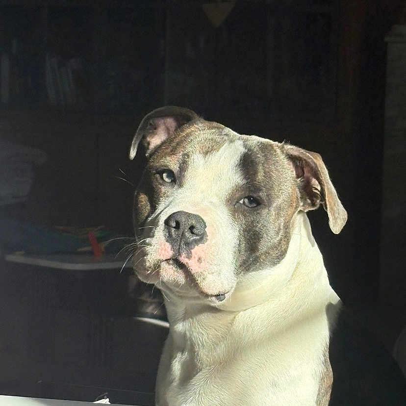 Armin a rejoint le concours — aidez-le/la à gagner de superbes lots ! animal, brown, calm, canine, companion, dog, domestic, ears, expression, face, fur, indoor, nose, pet, portrait, quiet, shadow, sunlight, table, white