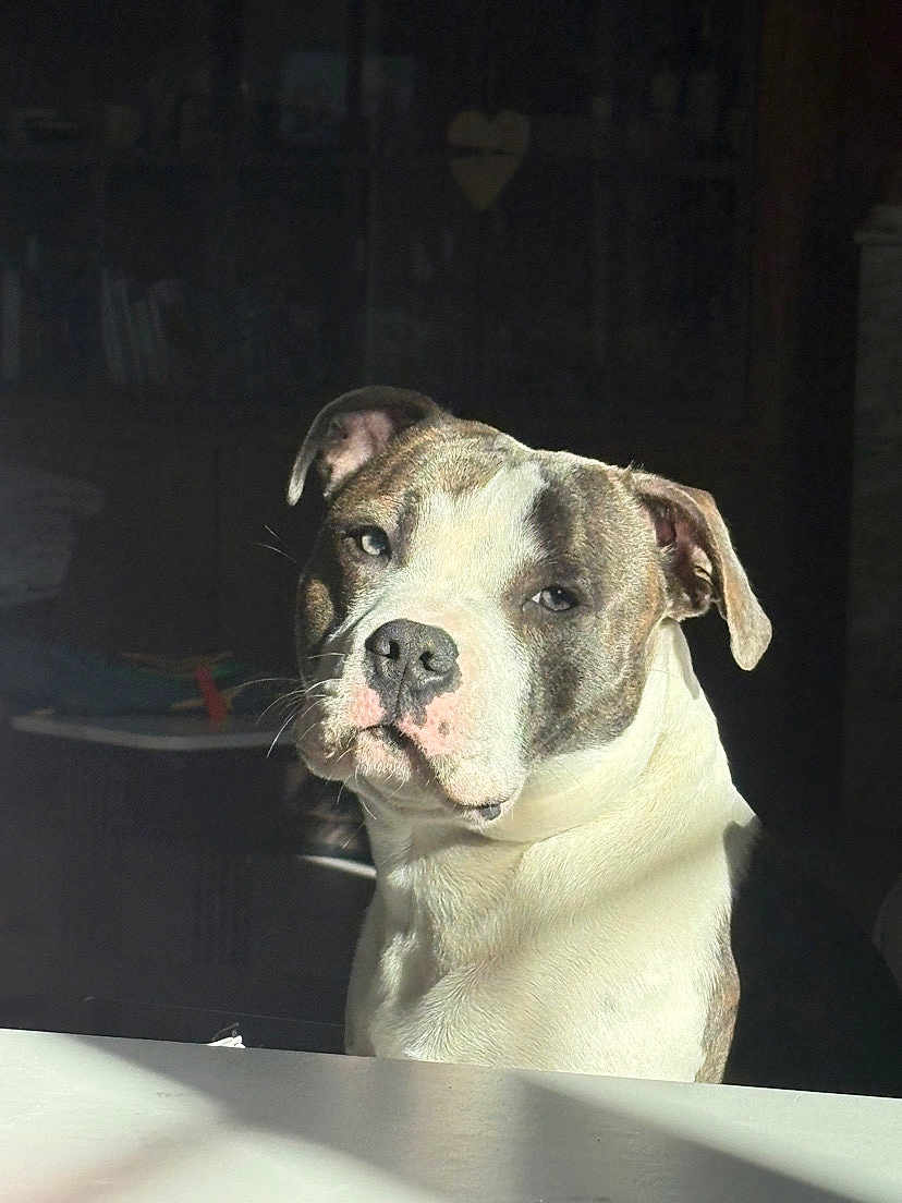 Armin a rejoint le concours — aidez-le/la à gagner de superbes lots ! dog, pet, portrait, indoor, sunlight, white, brown, animal, canine, face, ears, nose, fur, expression, shadow, table, quiet, calm, domestic, companion
