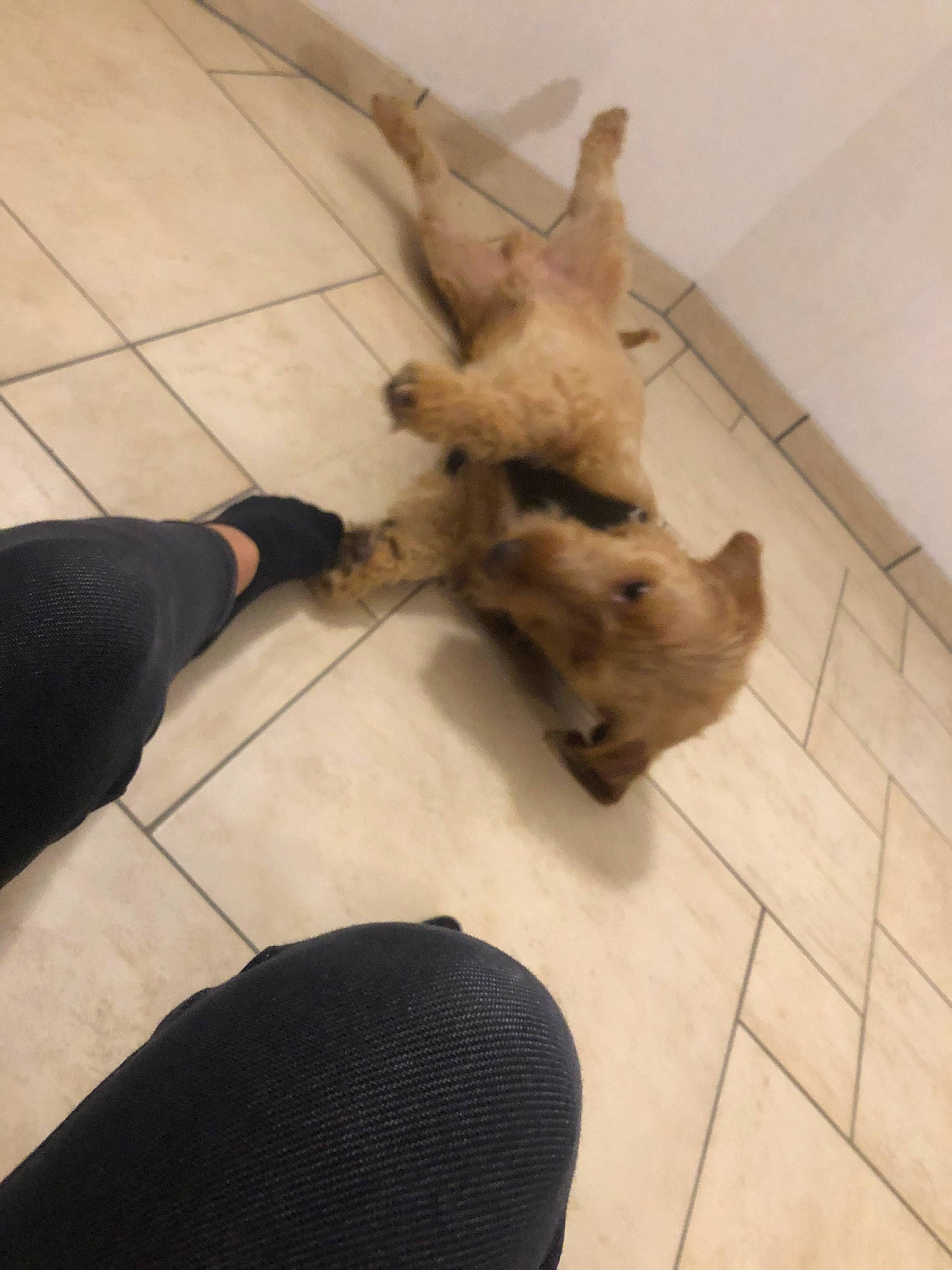 Pato participe au concours pour gagner de l'argent avec cette photo : canidae, carnivore, comfort, companion_dog, dog, dog_breed, fawn, felidae, floor, flooring, fur, hardwood, small_to_medium_sized_cats, snout, sporting_group, tail, terrestrial_animal, vertebrate, wood, working_animal