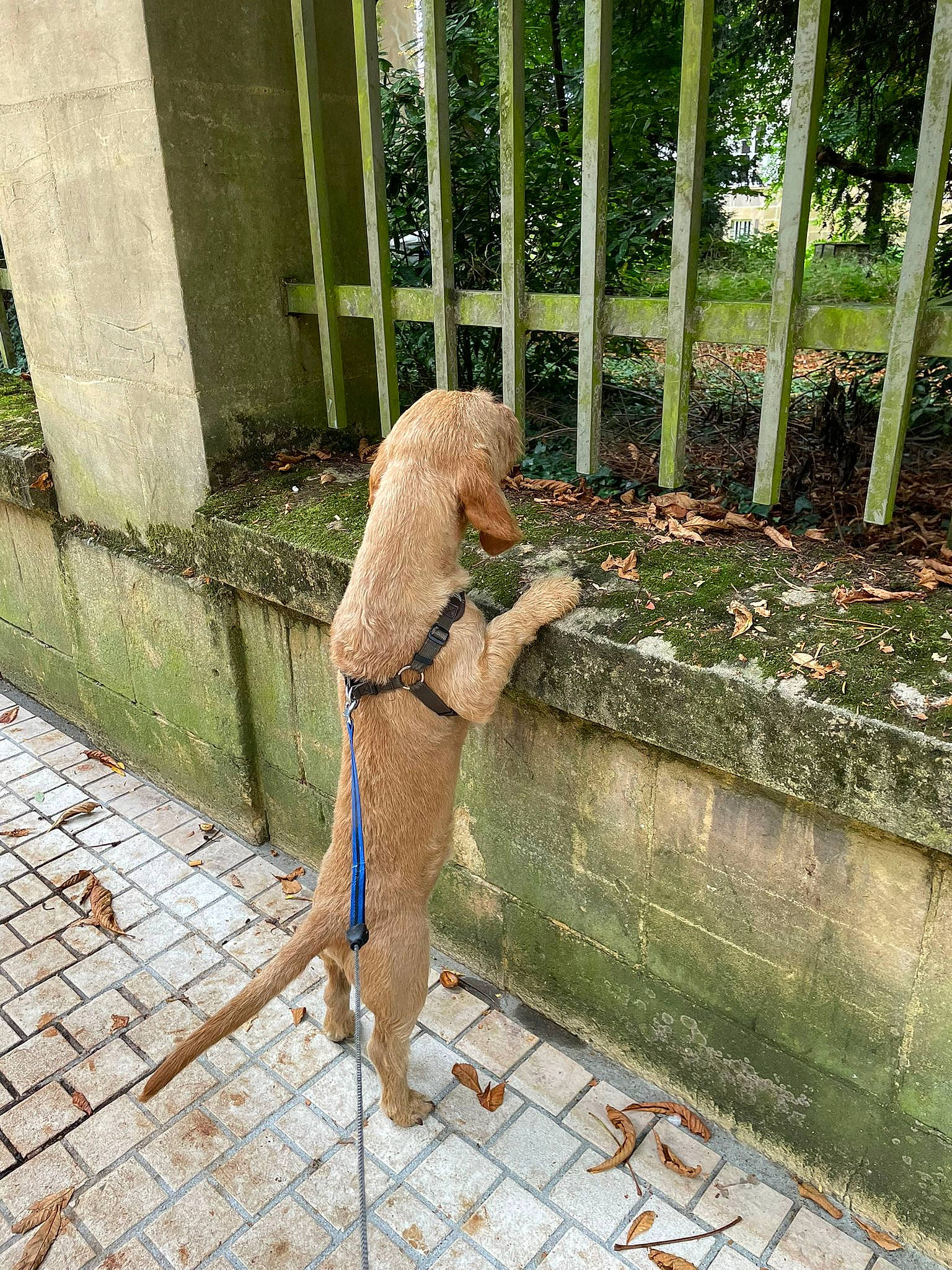 Pato participe au concours pour gagner de l'argent avec cette photo : brick, brickwork, carnivore, companion_dog, dog, dog_breed, dress, fawn, flooring, foot, grass, human_leg, plant, road_surface, shrub, sidewalk, sporting_group, tail, thigh, wood