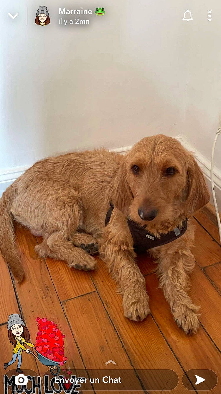 Pato participe au concours pour gagner de l'argent avec cette photo : canidae, carnivore, chair, companion_dog, dog, dog_breed, fawn, flooring, fur, gun_dog, hardwood, liver, plank, plywood, terrestrial_animal, varnish, wood, wood_flooring, wood_stain, working_animal