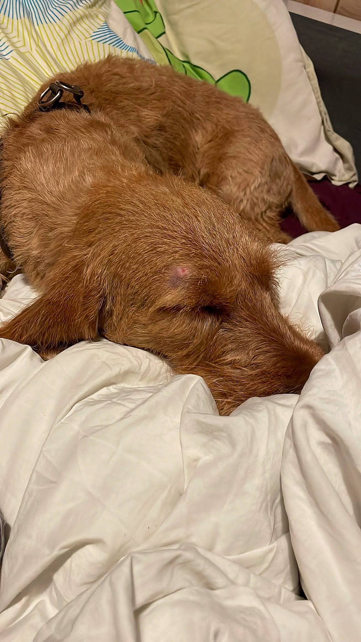 Pato a rejoint le concours — aidez-le/la à gagner de superbes lots ! bedding, canidae, carnivore, comfort, companion_dog, dog, dog_breed, duvet, ear, fawn, fur, linens, liver, nap, snout, sporting_group, terrestrial_animal, whiskers, working_animal, wrinkle