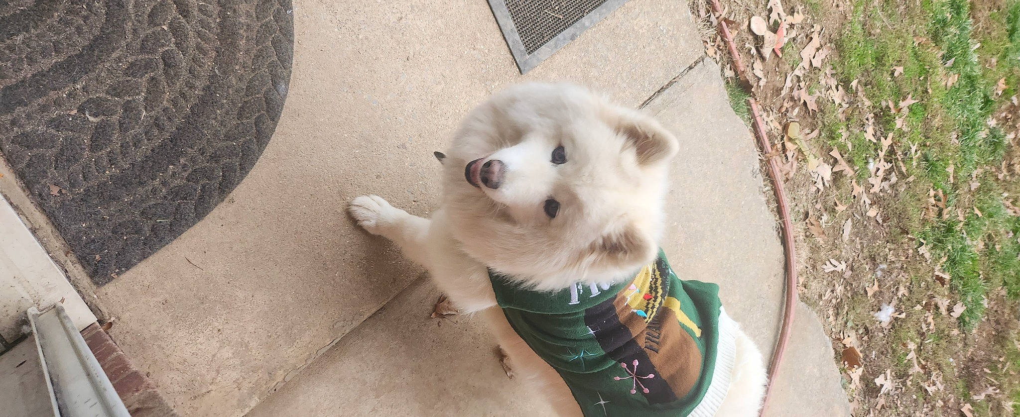 Tuesday is registered to the contest to win money with this photo: canidae, carnivore, collar, companion_dog, dog, dog_breed, dog_collar, dog_supply, fashion_accessory, fawn, fur, german_spitz, german_spitz_klein, german_spitz_mittel, pet_supply, snout, spitz, sporting_group, tail, working_animal