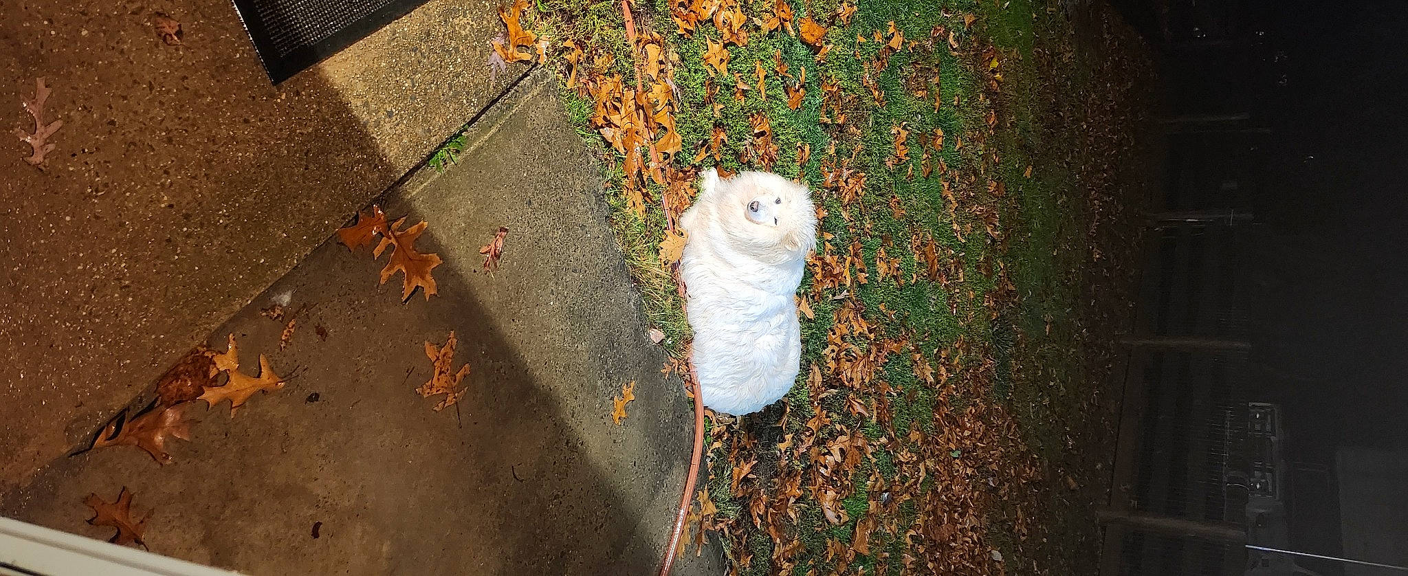Tuesday is registered to the contest to win money with this photo: asphalt, brick, carnivore, fawn, felidae, grass, leaf, plant, road, road_surface, rodent, sidewalk, small_to_medium_sized_cats, snout, sunlight, tail, tints_and_shades, tree, whiskers, wood