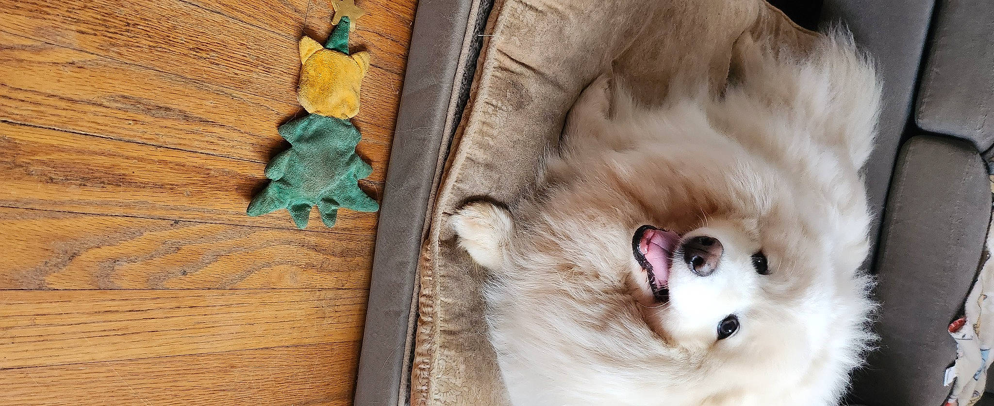 Tuesday joined the competition — help win amazing prizes! carnivore, cat, companion_dog, dog_breed, domestic_short_haired_cat, ear, fang, fawn, felidae, fur, linens, paw, photo_caption, small_to_medium_sized_cats, snout, stuffed_toy, thai, whiskers, wood, wool