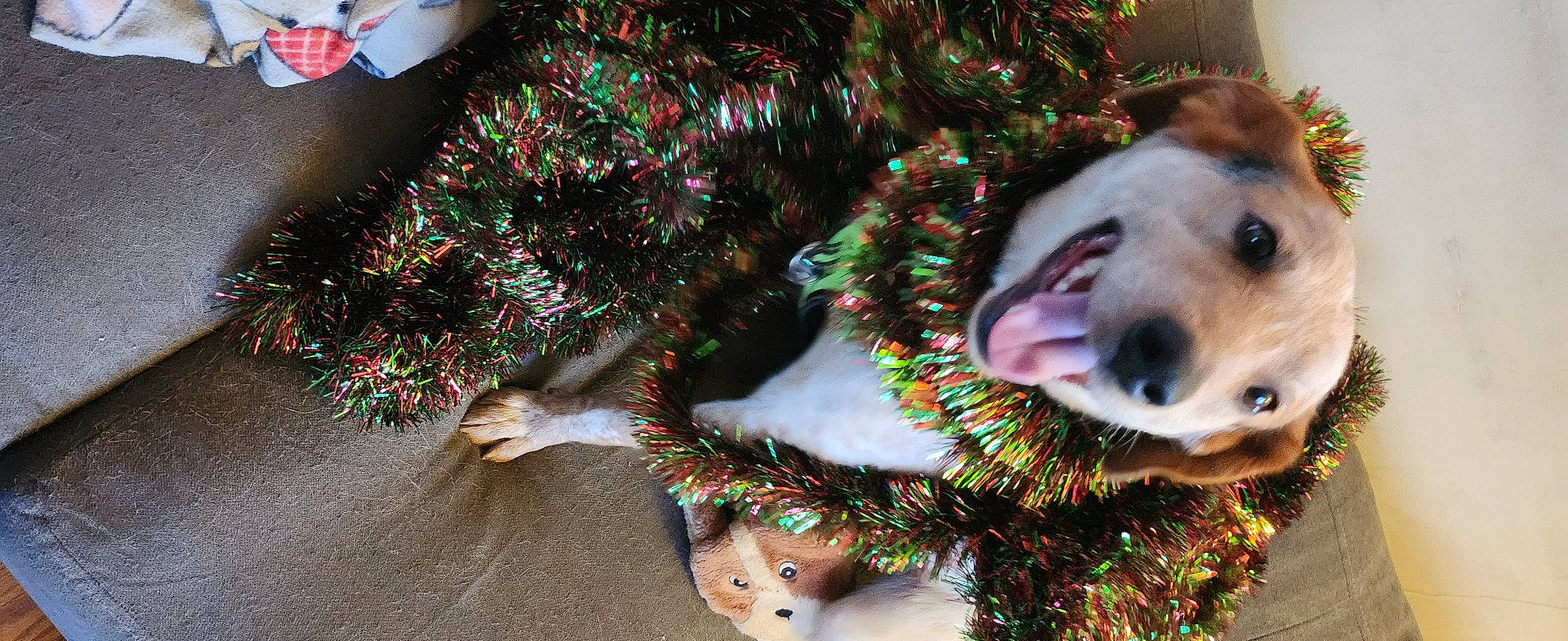 Rally joined the competition — help win amazing prizes! carnivore, christmas, christmas_decoration, christmas_ornament, christmas_tree, collar, companion_dog, dog, dog_breed, dog_collar, dog_supply, event, fawn, happy, holiday, holiday_ornament, mammal, snout, vertebrate, whiskers