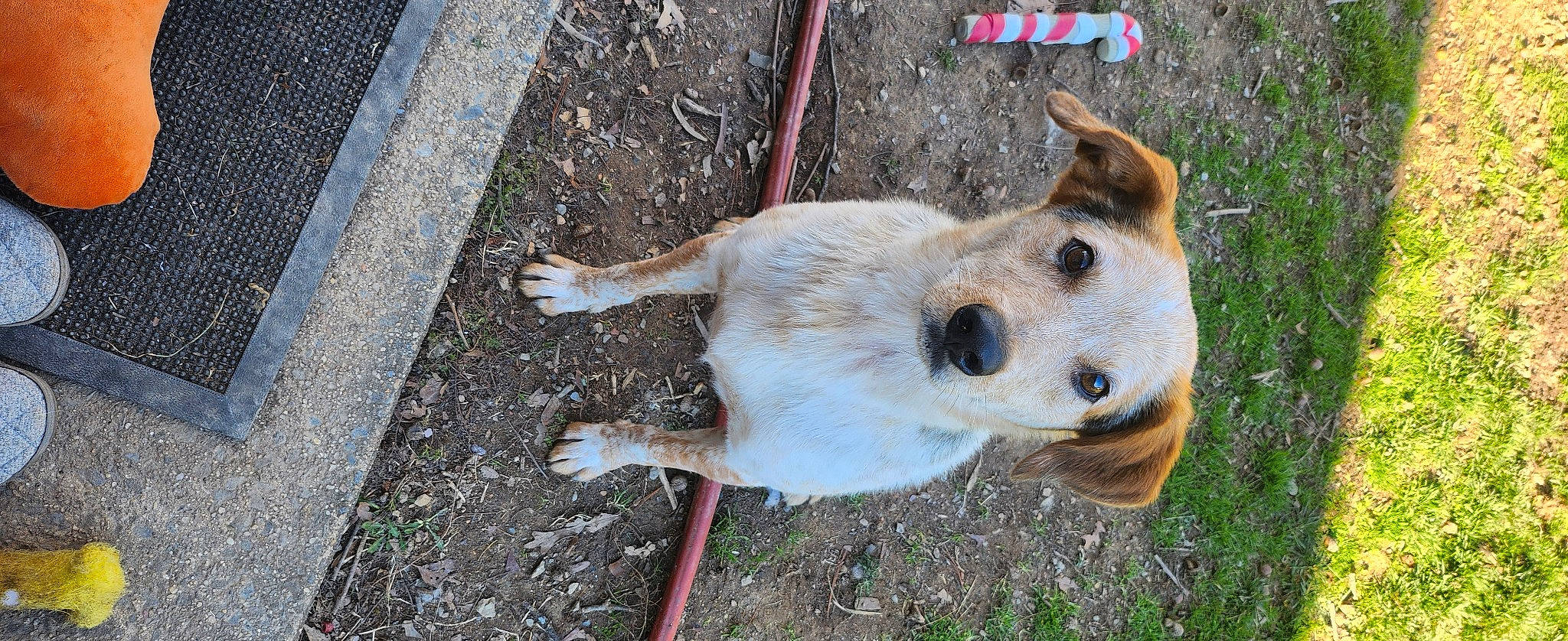 Rally joined the competition — help win amazing prizes! canidae, carnivore, collar, companion_dog, dog, dog_breed, dog_supply, fawn, fur, grass, road_surface, snout, soil, sporting_group, street_dog, tail, tar, terrestrial_animal, whiskers, wildlife