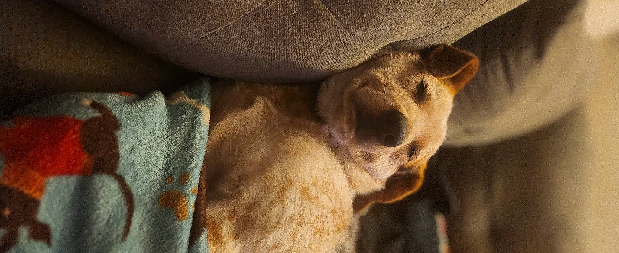 Rally is registered to the contest to win money with this photo: big_cats, canidae, carnivore, comfort, dog, dog_breed, ear, felidae, fur, liver, paw, terrestrial_animal, whiskers, wildlife, wood, working_animal