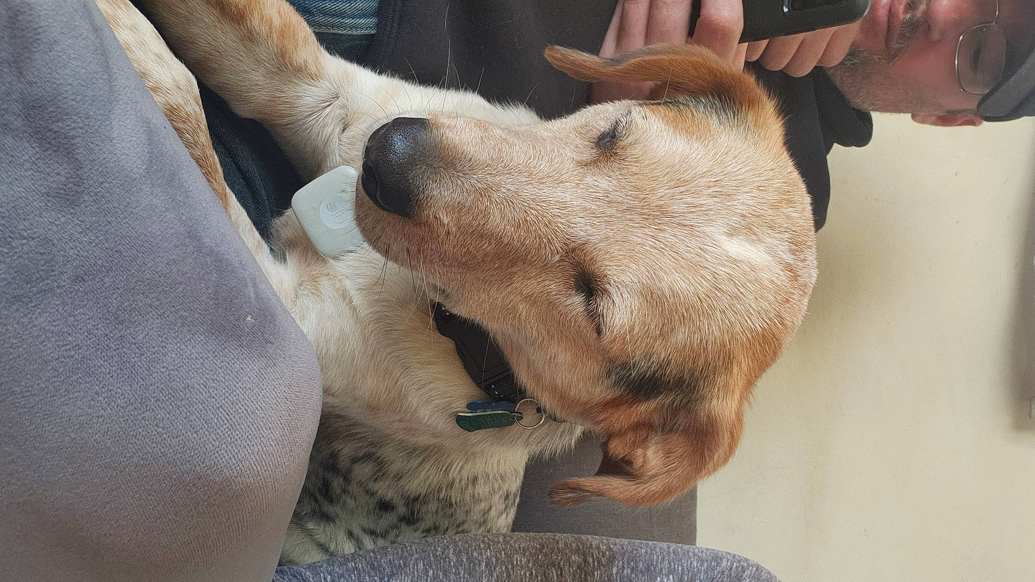 Rally joined the competition — help win amazing prizes! canidae, carnivore, collar, companion_dog, dog, dog_breed, dog_collar, ear, fawn, fur, non_sporting_group, paw, retriever, snout, sporting_group, whiskers, working_animal