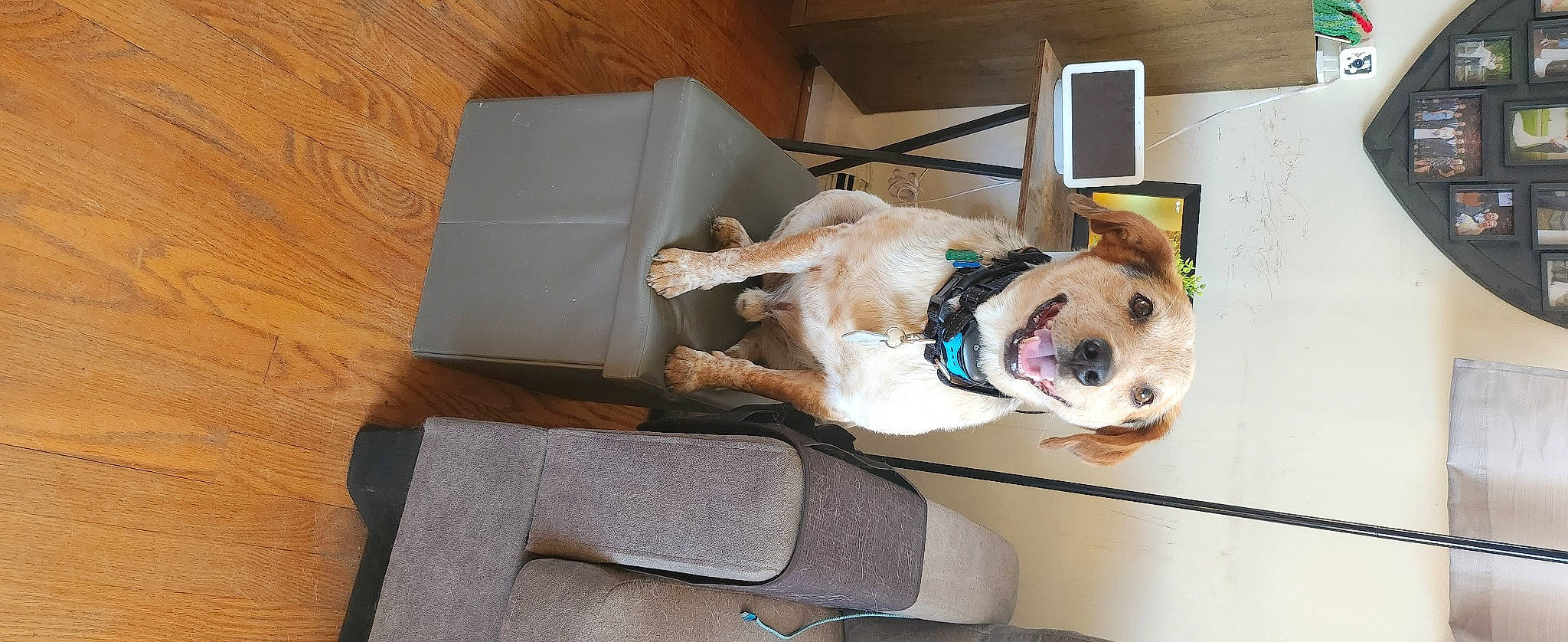 Rally is registered to the contest to win money with this photo: box, canidae, carnivore, collar, comfort, companion_dog, dog, dog_breed, dog_collar, dog_supply, fawn, flooring, fur, hardwood, leash, pet_supply, shipping_box, sporting_group, wood, working_animal