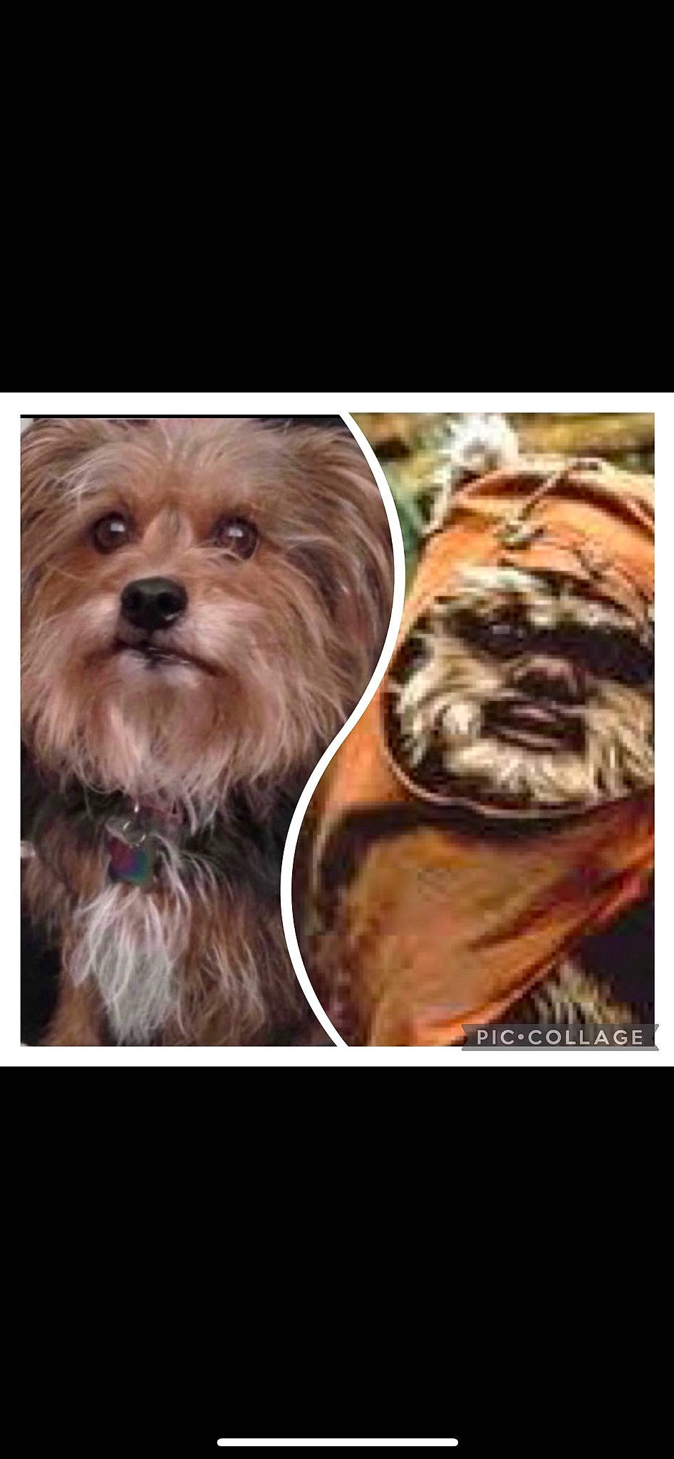 Lexi joined the competition — help win amazing prizes! carnivore, companion_dog, dog, dog_breed, fictional_character, font, fur, ingredient, liver, recipe, screenshot, small_terrier, snout, sporting_group, terrestrial_animal, terrier, toy_dog, wood, working_animal