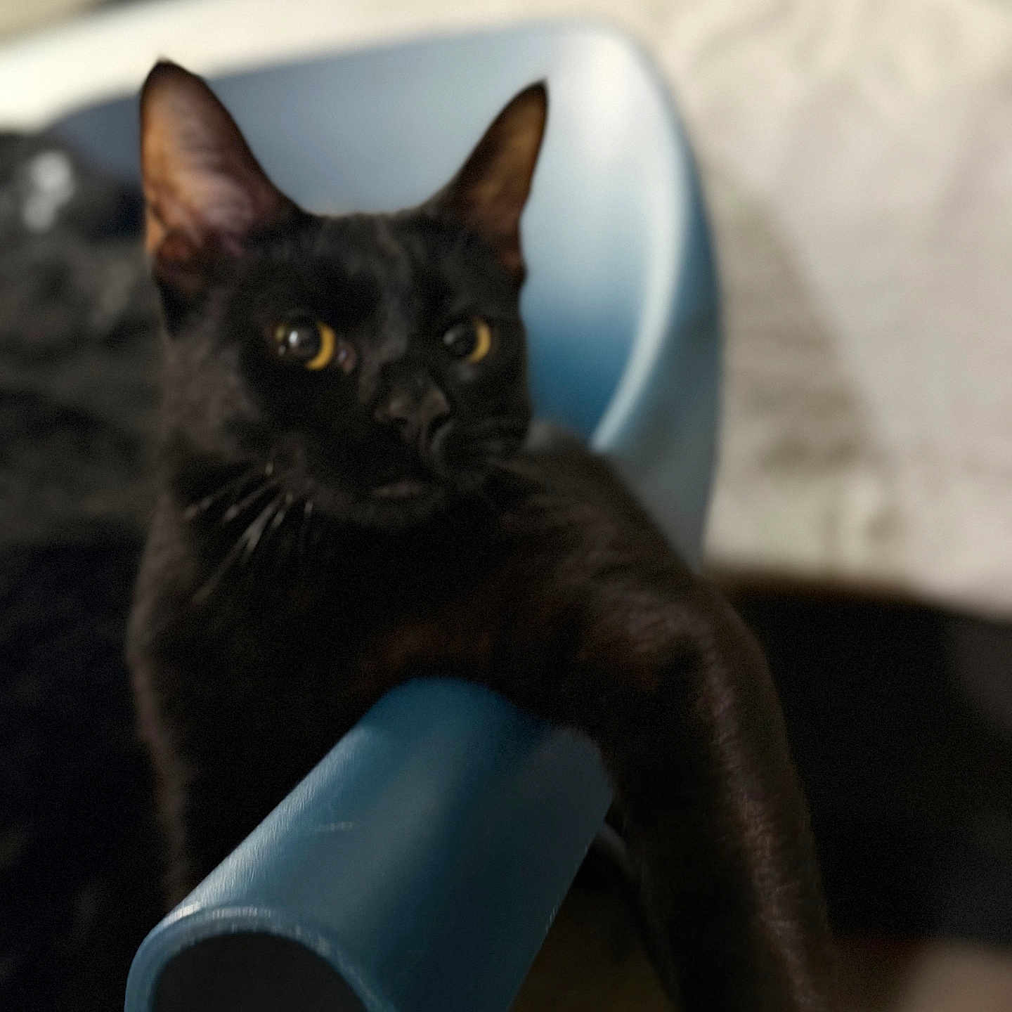 Hope is registered to the contest to win money with this photo: cat, black_cat, animal, pet, chair, indoor, feline, relaxing, closeup, fur, whiskers, domestic_animal, mammal, cute, portrait, resting, home, cozy, eyes, paws