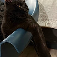 Hope joined the competition — help win amazing prizes! black_cat, cat, pet, animal, feline, indoor, chair, blue_chair, paw, fur, whiskers, relaxed, resting, looking_away, domestic_cat, mammal, cute, close_up, shadow, home