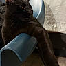 black_cat, cat, pet, animal, feline, indoor, chair, blue_chair, paw, fur, whiskers, relaxed, resting, looking_away, domestic_cat, mammal, cute, close_up, shadow, home