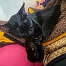 Hope is registered to the contest to win money with this photo: black_cat, sleeping, cat, pet, cozy, blanket, feline, paw, resting, indoor, cute, fur, animal, relaxing, soft, comfort, closeup, nap, domestic_cat, warm