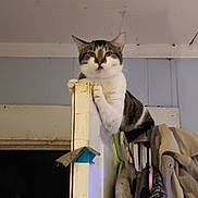 Twix is registered to the contest to win money with this photo: cat, tabby, door_frame, indoor, perched, claws, coat_rack, clothing, wall, ceiling, curious, animal, pet, feline, looking, paw, household, domestic, resting, room