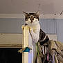 cat, tabby, door_frame, indoor, perched, claws, coat_rack, clothing, wall, ceiling, curious, animal, pet, feline, looking, paw, household, domestic, resting, room