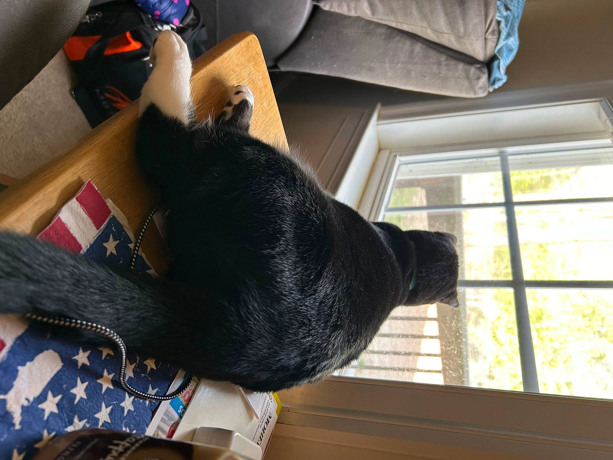 Jax is registered to the contest to win money with this photo: black_cat, box, carnivore, cat, comfort, dog_breed, domestic_short_haired_cat, felidae, flooring, fur, gesture, natural_material, room, shipping_box, small_to_medium_sized_cats, sporting_group, tail, whiskers, window, wood