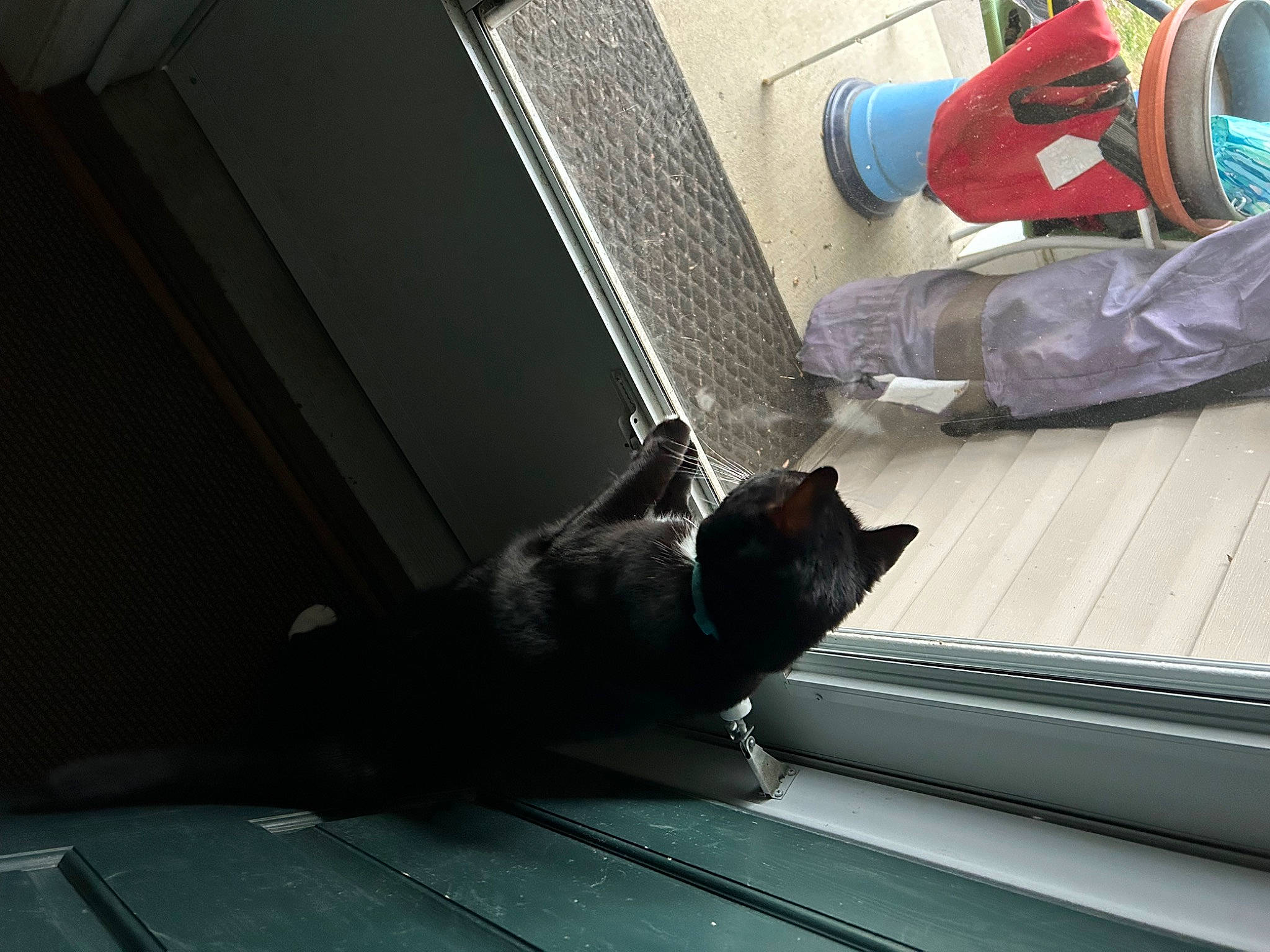 Jax is registered to the contest to win money with this photo: carmine, carnivore, cat, comfort, domestic_short_haired_cat, felidae, floor, flooring, foot, fur, grey, hardwood, human_leg, room, sitting, small_to_medium_sized_cats, tail, tints_and_shades, whiskers, wood