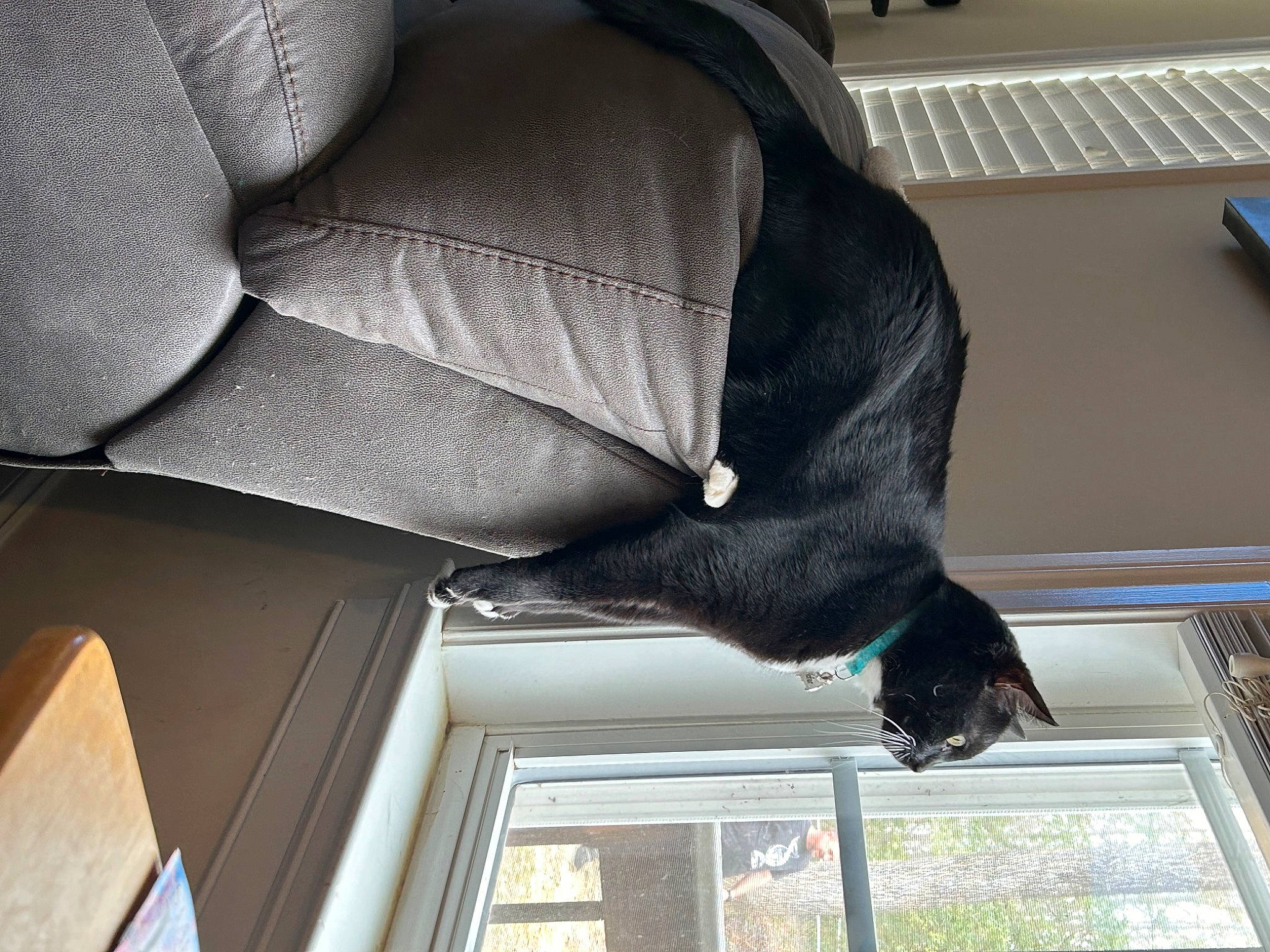 Jax joined the competition — help win amazing prizes! comfort, companion_dog, daylighting, dog_breed, door, flooring, fur, human_leg, mammal, plant, room, sporting_group, tail, tints_and_shades, vertebrate, window, wood