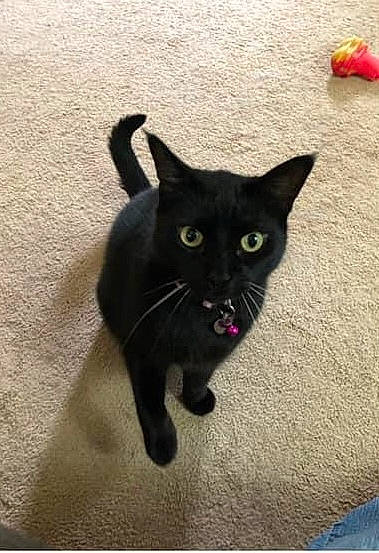 Salem Bluebell is registered to the contest to win money with this photo: black_cat, bombay, carnivore, cat, claw, domestic_short_haired_cat, felidae, fur, paw, plant, rectangle, shadow, small_to_medium_sized_cats, snout, tail, terrestrial_animal, whiskers