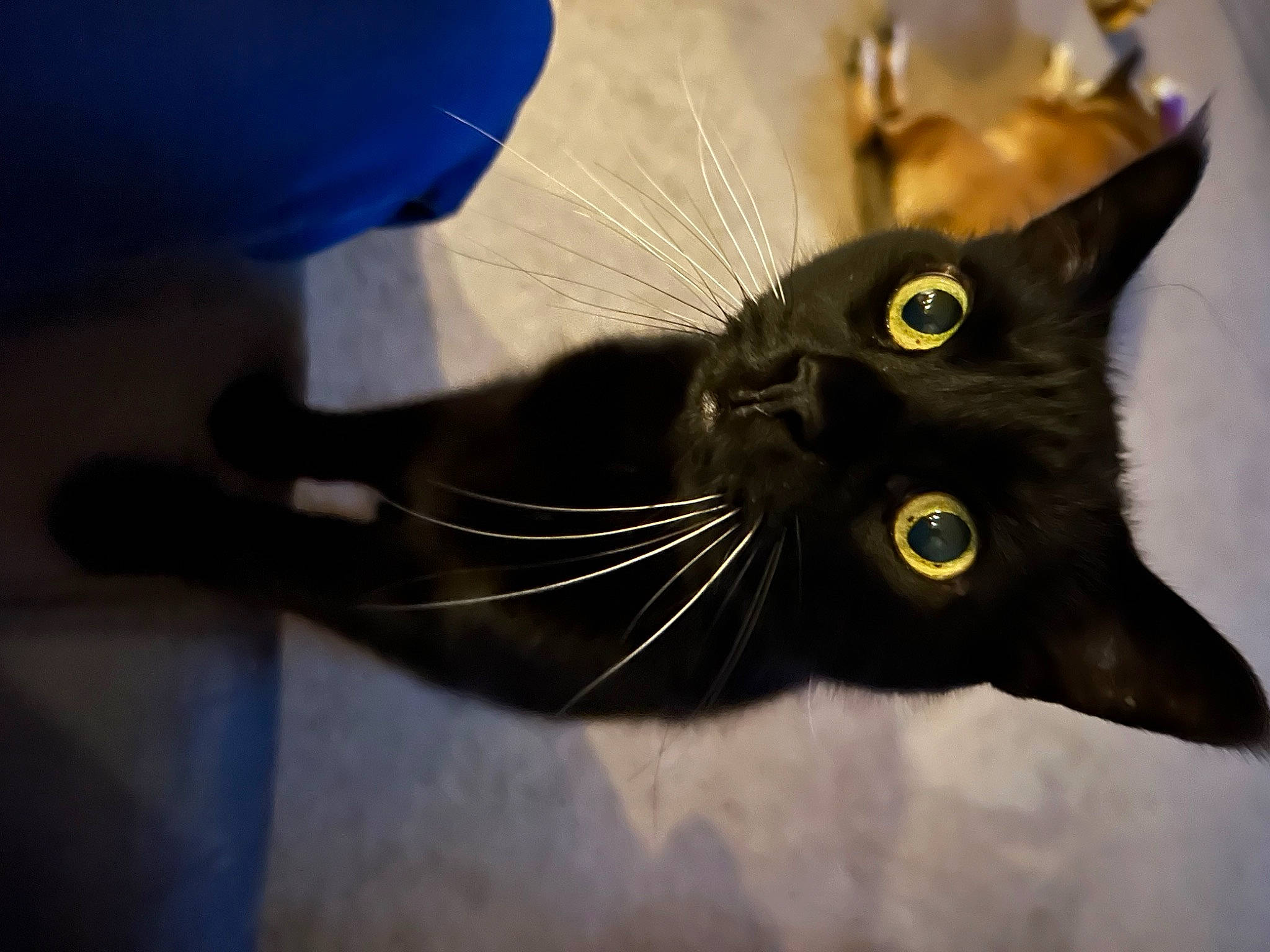 Salem Bluebell is registered to the contest to win money with this photo: black_cat, bombay, carnivore, cat, claw, domestic_short_haired_cat, electric_blue, felidae, fur, small_to_medium_sized_cats, snout, tail, terrestrial_animal, whiskers