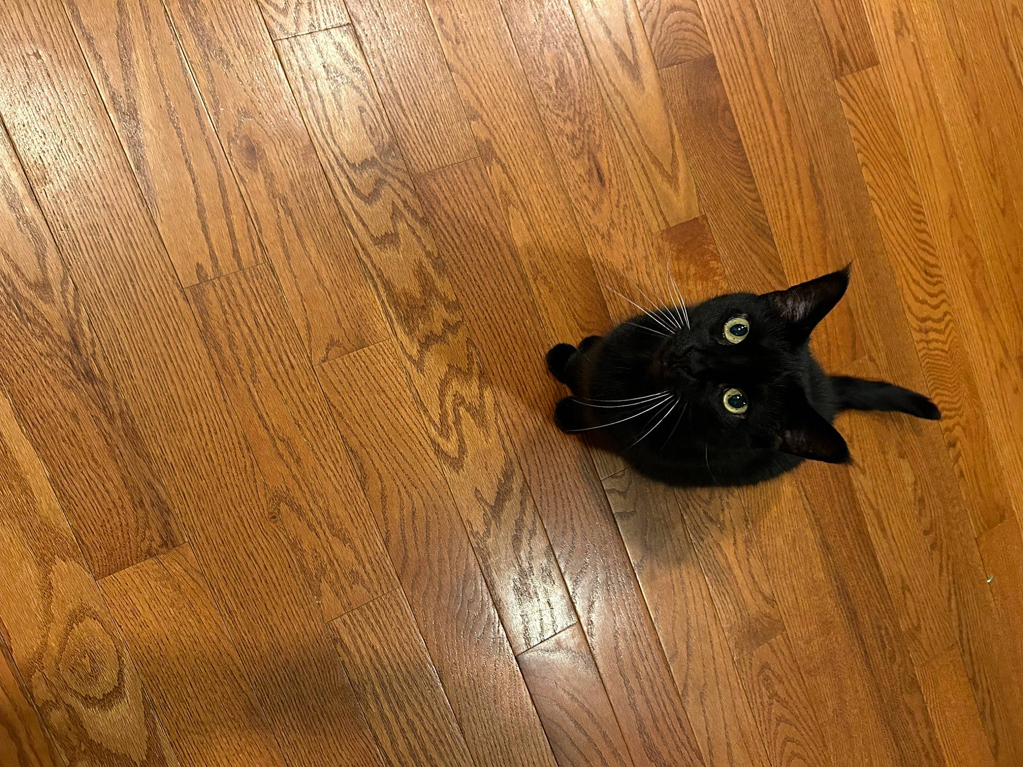 Salem Bluebell is registered to the contest to win money with this photo: black_cat, bombay, brown, carnivore, cat, fawn, felidae, floor, flooring, hardwood, laminate_flooring, plank, plywood, small_to_medium_sized_cats, snout, varnish, whiskers, wood, wood_flooring, wood_stain