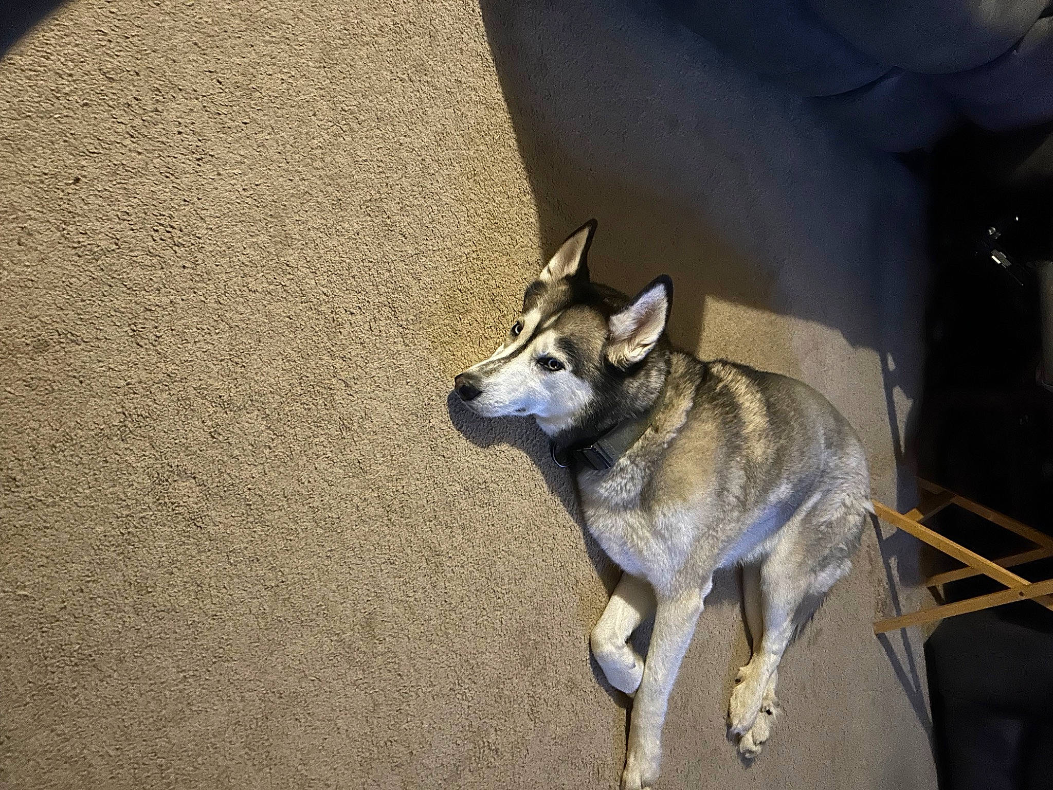 Lucifer joined the competition — help win amazing prizes! ancient_dog_breeds, canidae, carnivore, companion_dog, dog, dog_breed, fawn, fur, grey, non_sporting_group, pet_supply, sled_dog, snout, sporting_group, tail, terrestrial_animal, working_animal, working_dog