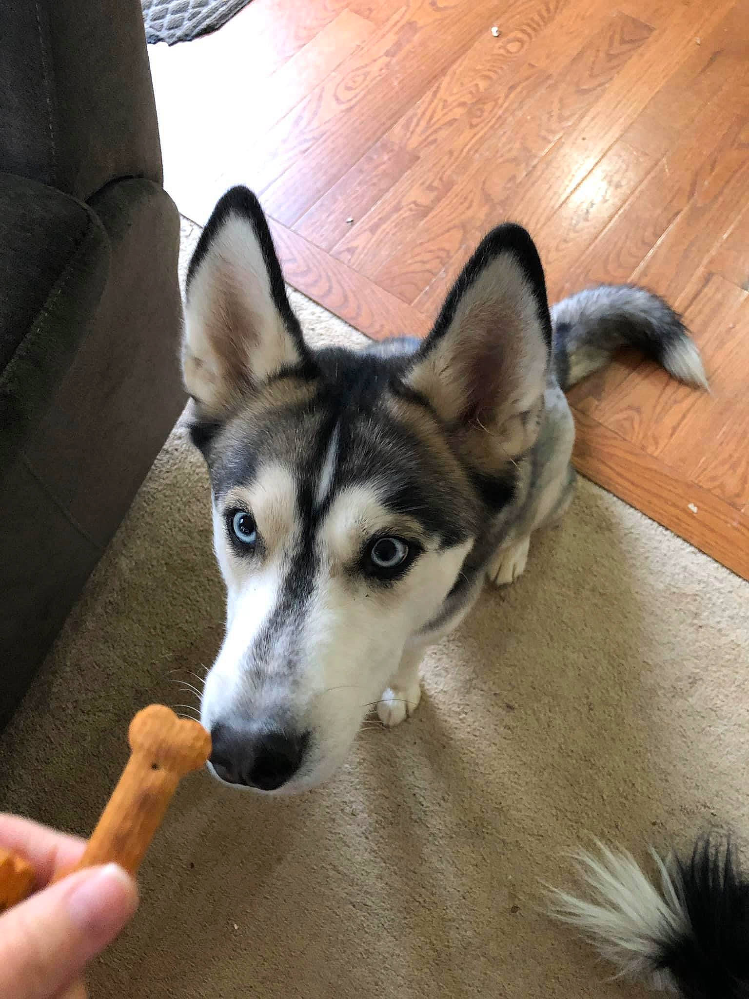 Lucifer is registered to the contest to win money with this photo: canidae, canis, carnivore, comfort, companion_dog, dog, dog_breed, flooring, fur, hardwood, non_sporting_group, sled_dog, sporting_group, terrestrial_animal, varnish, whiskers, wood, wood_flooring, working_animal, working_dog