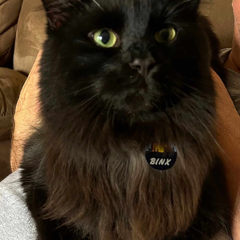 Binx is registered to the contest to win money with this photo: angora, animal, architecture, armchair, blackcat, building, cat, chair, couch, cushion, electronics, furniture, headrest, homedecor, indoors, kitten, livingroom, manx, pet, room