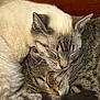 abyssinian, animal, cat, couch, egyptiancat, furniture, kitten, manx, person, pet, siamese, sleeping