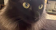 Ultra a rejoint le concours — aidez-le/la à gagner de superbes lots ! cat, black_cat, yellow_eyes, fluffy_fur, indoor, bed, blanket, pet, animal, close_up, feline, whiskers, ears, fur, domestic_cat, household, cozy, resting, looking_away, soft_texture