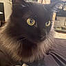 animal, bed, black_cat, blanket, cat, close_up, cozy, domestic_cat, ears, feline, fluffy_fur, fur, household, indoor, looking_away, pet, resting, soft_texture, whiskers, yellow_eyes
