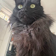Ultra a rejoint le concours — aidez-le/la à gagner de superbes lots ! cat, black_cat, fluffy, green_eyes, portrait, indoor, feline, whiskers, fur, pet, animal, closeup, majestic, looking_up, alert, household, cute, domestic_cat, long_hair, mammal