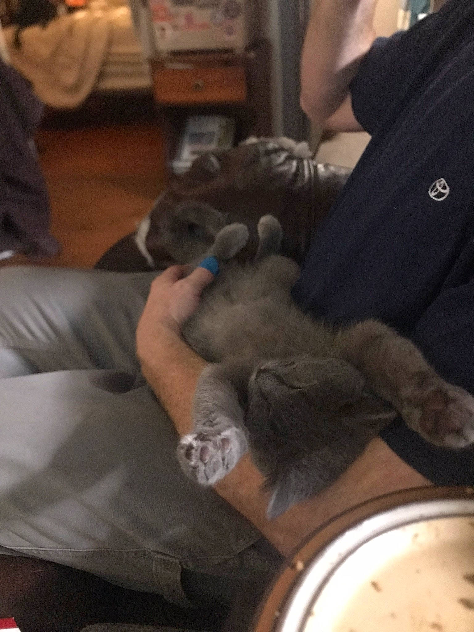 Freddy Thompson joined the competition — help win amazing prizes! arm, canidae, child, comfort, companion_dog, dog_breed, domestic_short_haired_cat, ear, felidae, finger, fur, human_leg, lap, nail, sitting, small_to_medium_sized_cats, sporting_group, stuffed_toy, thigh, wrist