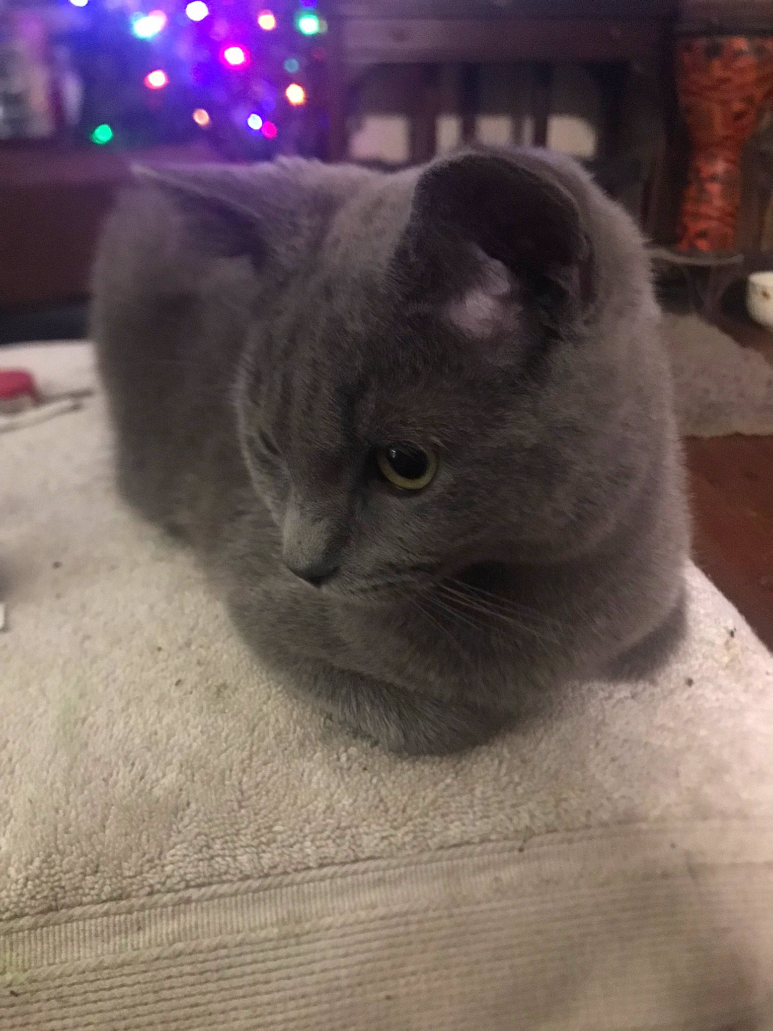 Freddy Thompson is registered to the contest to win money with this photo: carnivore, cat, comfort, domestic_short_haired_cat, ear, electric_blue, eye, felidae, fur, grey, russian_blue, small_to_medium_sized_cats, snout, tail, terrestrial_animal, whiskers, wood