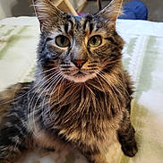 Cali joined the competition — help win amazing prizes! cat, tabby, fluffy, green_eyes, whiskers, indoor, blanket, furniture, pet, close_up, portrait, animal, cute, feline, mammal, cozy, soft, relaxed, fur, sitting