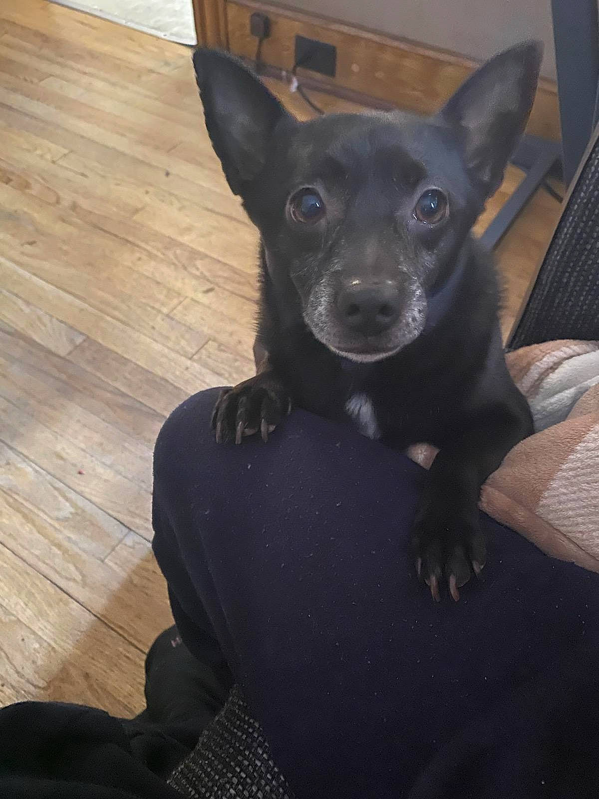 Blacky joined the competition — help win amazing prizes! american_hairless_terrier, australian_kelpie, canidae, carnivore, chihuahua, dog, dog_breed, ear, english_toy_terrier, feist, formosan_mountain_dog, mammal, mexican_hairless_dog, non_sporting_group, prazsky_krysarik, rare_breed_dog, snout, sporting_group, teddy_roosevelt_terrier, vertebrate