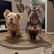 Big Al is registered to the contest to win money with this photo: animal, brown, cream, cute, decor, deer_mount, dog, doorway, ears, face, floor, french_bulldog, furniture, home, indoor, living_room, pet, puppy, table, wood