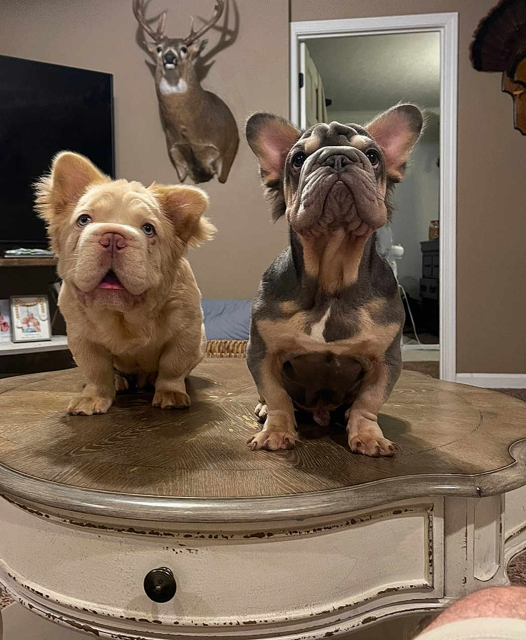 Big Al is registered to the contest to win money with this photo: animal, brown, cream, cute, decor, deer_mount, dog, doorway, ears, face, floor, french_bulldog, furniture, home, indoor, living_room, pet, puppy, table, wood