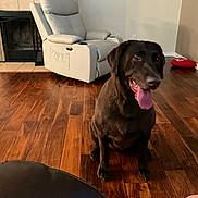Samantha joined the competition — help win amazing prizes! dog, labrador, brown_dog, indoor, wooden_floor, living_room, recliner, fireplace, pet, tongue_out, flooring, home, canine, animal, sitting, happy, friendly, domestic, fur, companion