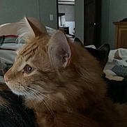 Simba joined the competition — help win amazing prizes! cat, orange_cat, tabby, feline, pet, indoor, bedroom, blanket, fur, whiskers, close_up, animal, domestic_animal, relaxing, sleeping_area, furniture, wooden_dresser, quiet, home, companion