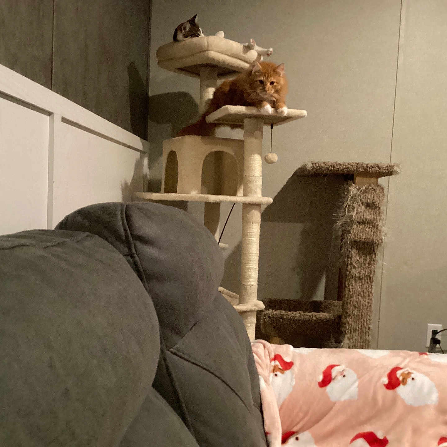 Simba is registered to the contest to win money with this photo: animal, blanket, blinds, cat, cat_tree, christmas_theme, couch, cozy, decor, furniture, home, indoor, living_room, orange_cat, pet, relaxing, soft_lighting, tabby_cat, wall, window
