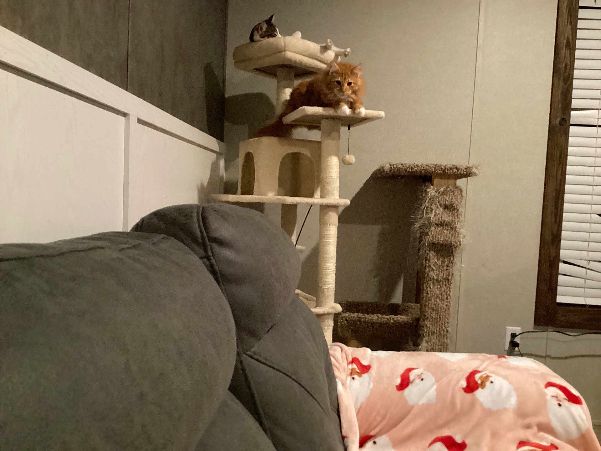 Simba is registered to the contest to win money with this photo: cat, cat_tree, orange_cat, tabby_cat, couch, blanket, living_room, window, blinds, wall, furniture, indoor, pet, animal, cozy, relaxing, soft_lighting, home, decor, christmas_theme