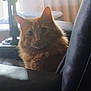 Oscar is registered to the contest to win money with this photo: cat, orange_cat, furniture, chair, curtains, indoor, pet, fluffy, window_light, shadow, home, domestic_animal, animal, mammal, feline, cozy, quiet, resting, looking, curious