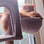 cat, orange_cat, sleeping, cat_tree, window, natural_light, furniture, cozy, indoor, pet, fluffy, relaxed, hanging_basket, daylight, domestic_cat, resting, animal, soft_light, peaceful, home